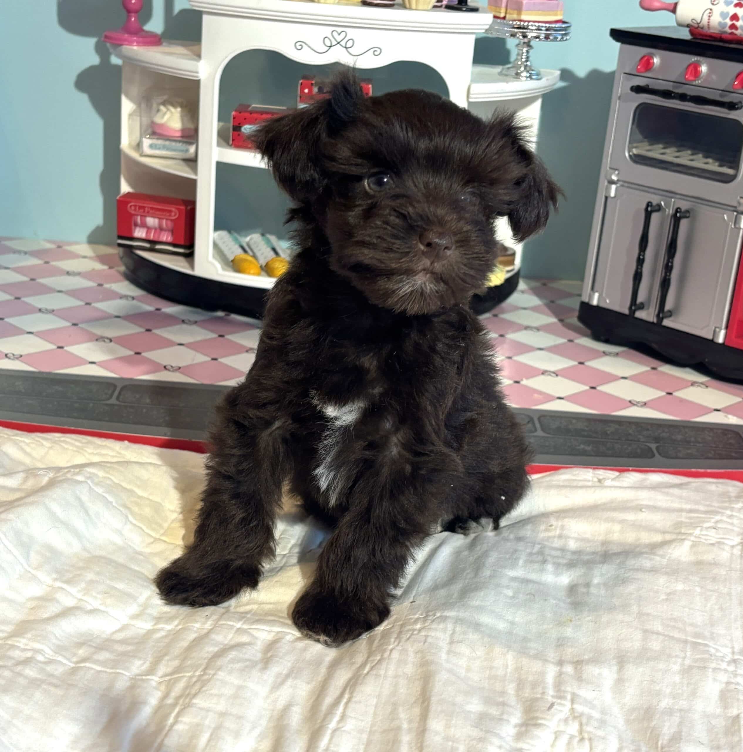 Amelia – Toy Schnuazer $2400