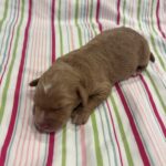 Bart – Miniature Schnoodle  $3200