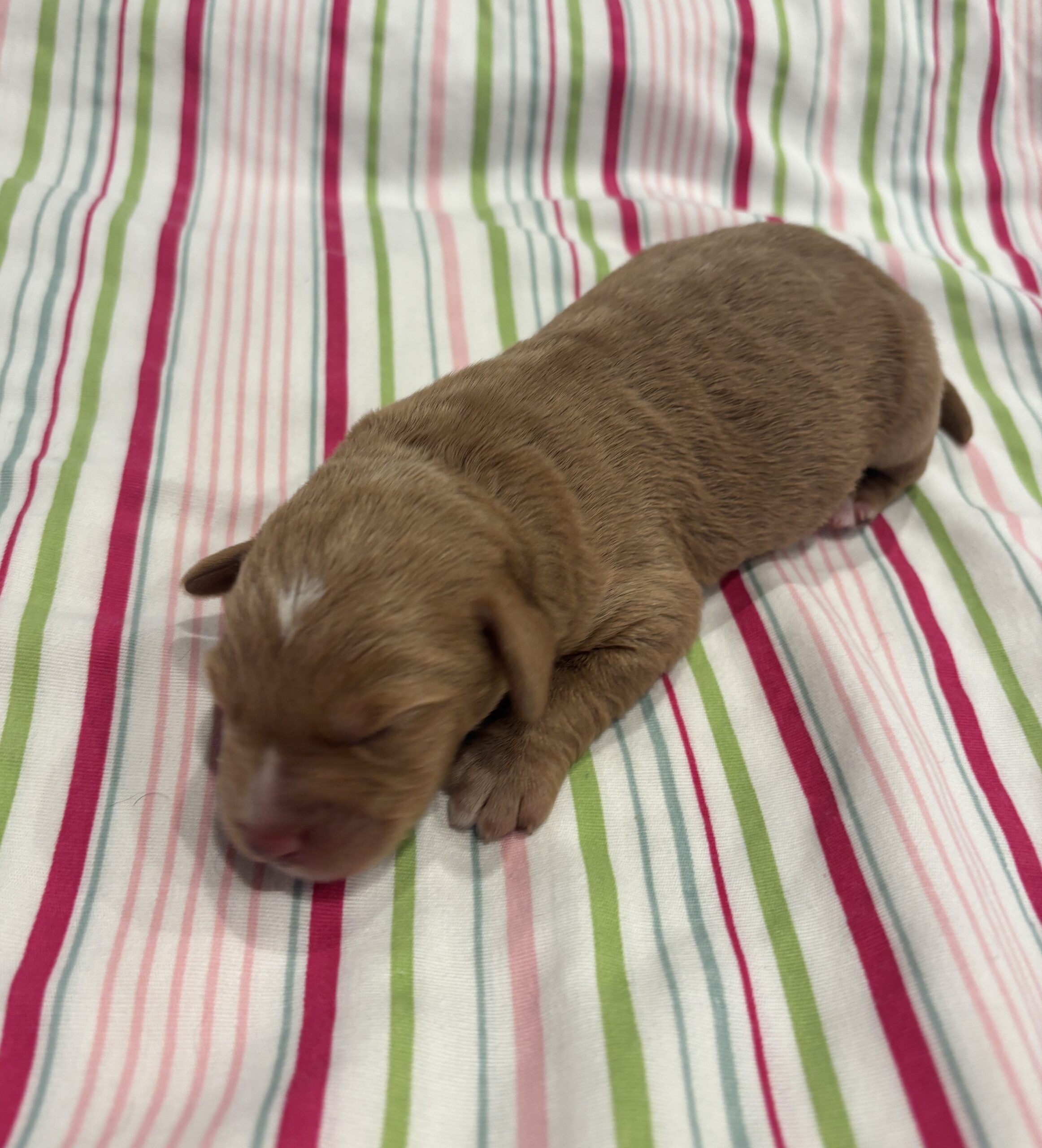 Bart – Miniature Schnoodle  $3200