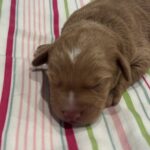 Bart – Miniature Schnoodle  $3200