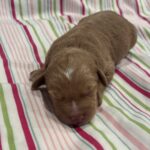 Bart – Miniature Schnoodle  $3200
