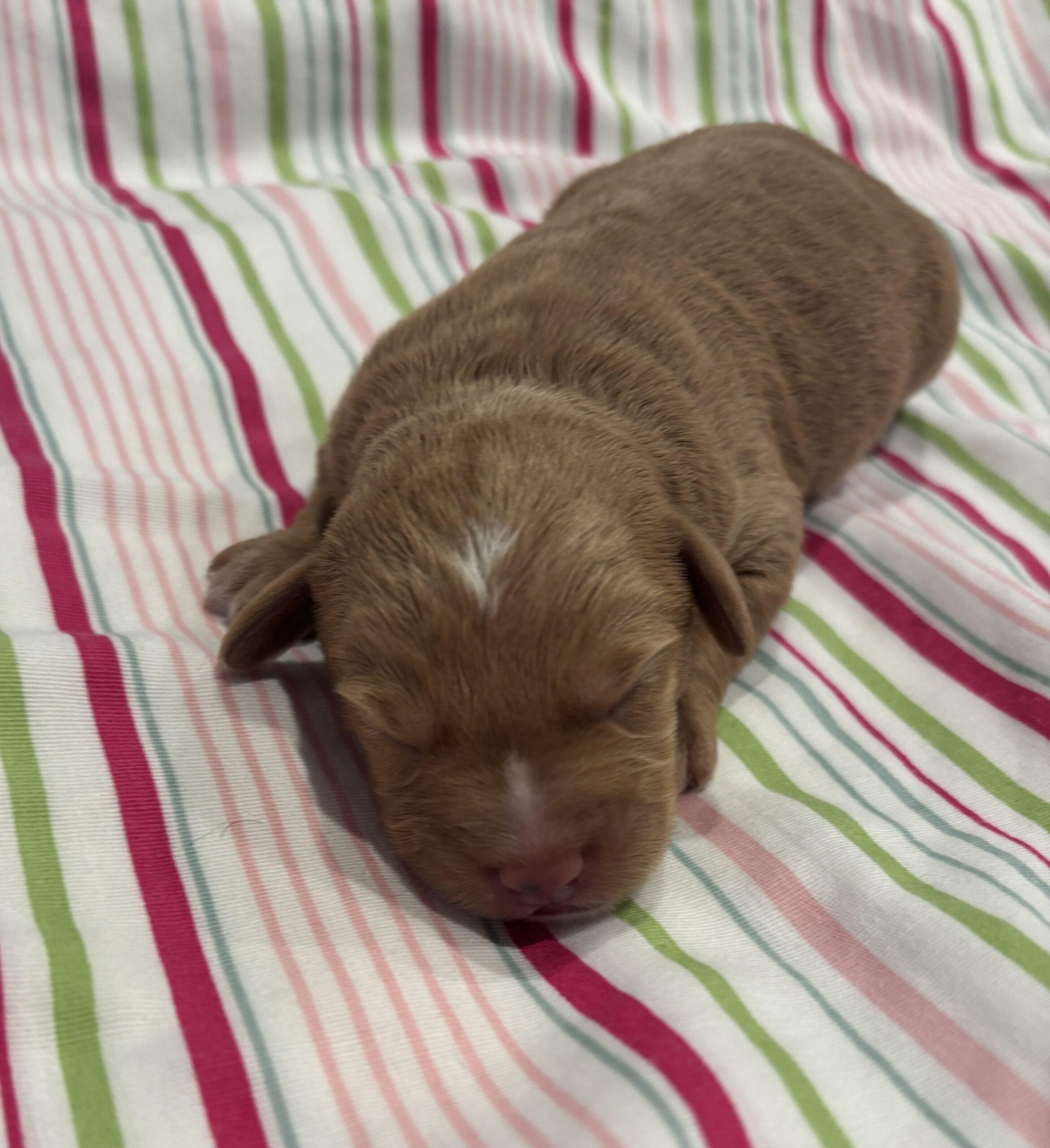 Bart – Miniature Schnoodle  $3200