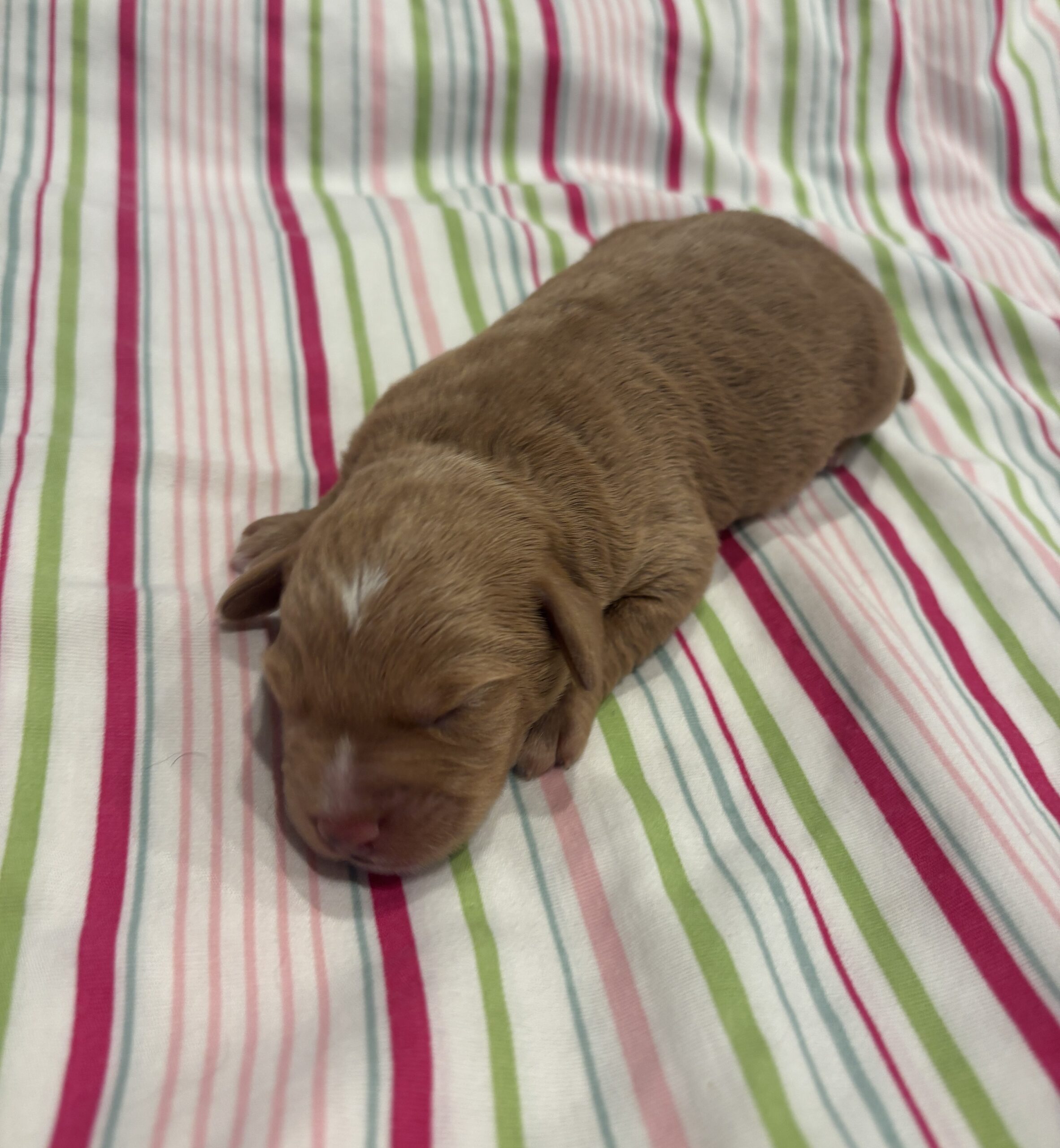 Bart – Miniature Schnoodle  $3200