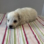 Blanca – Toy Chonzer $2200