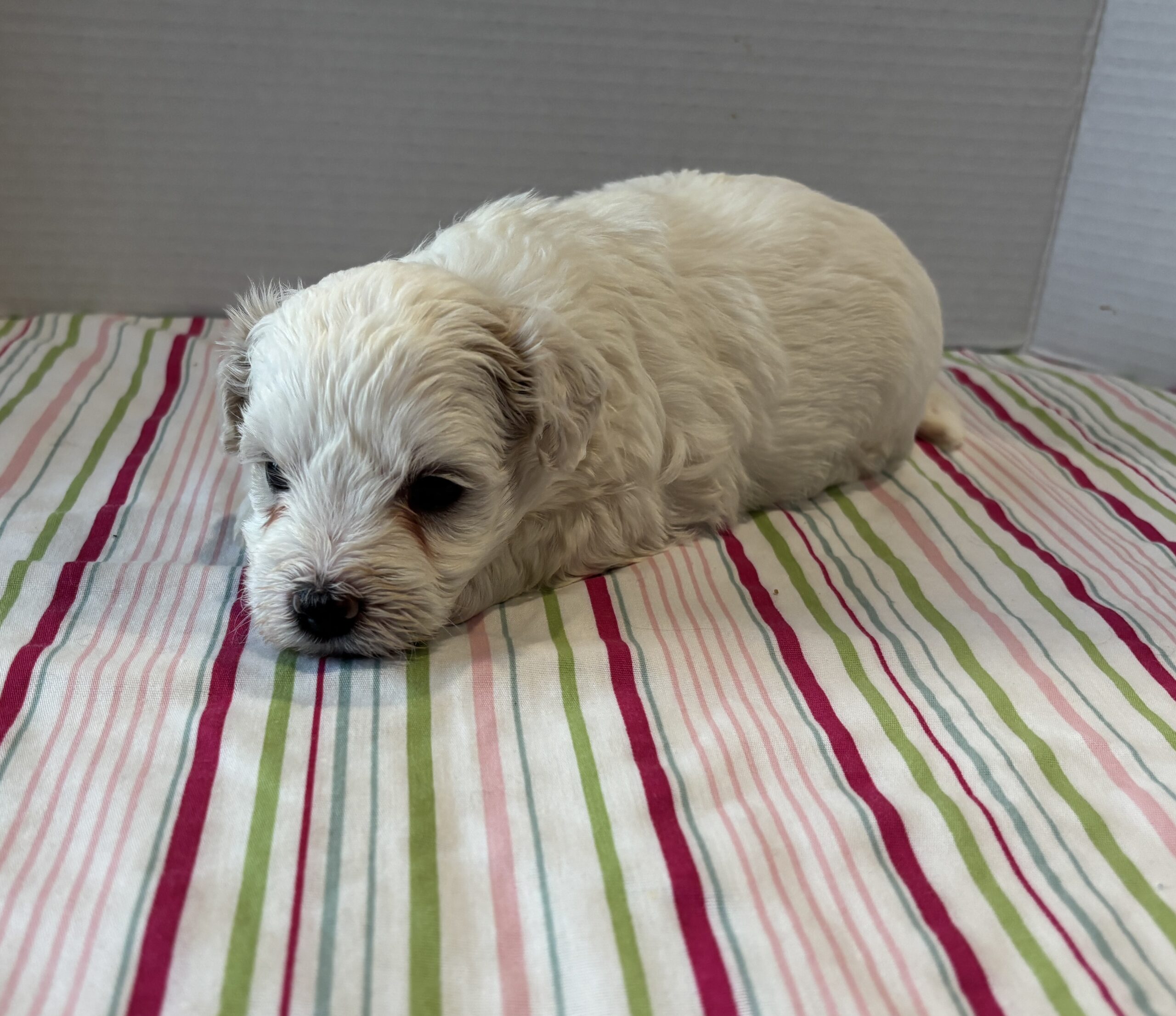 Blanca – Toy Chonzer $2200
