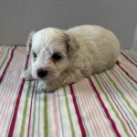 Blanca – Toy Chonzer $2200