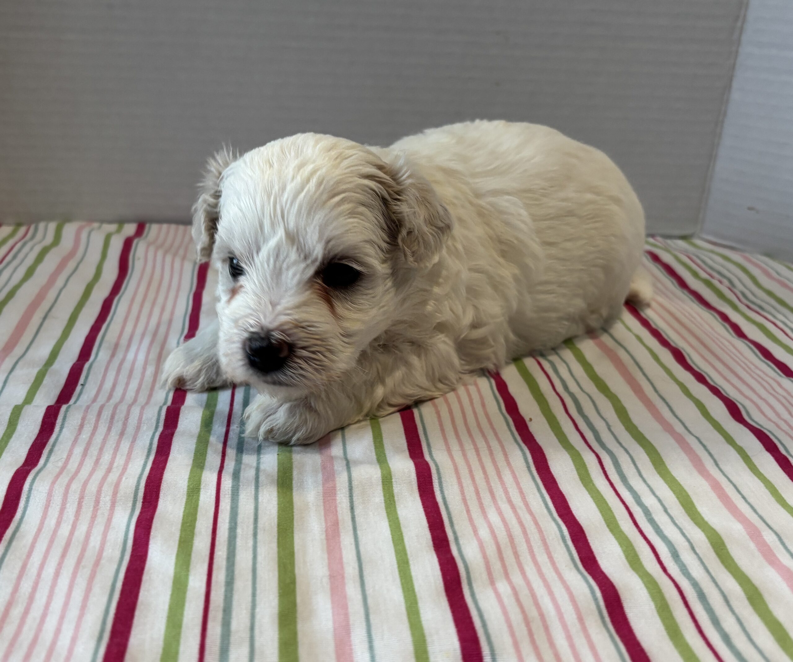 Blanca – Toy Chonzer $2200