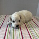 Blanca – Toy Chonzer $2200