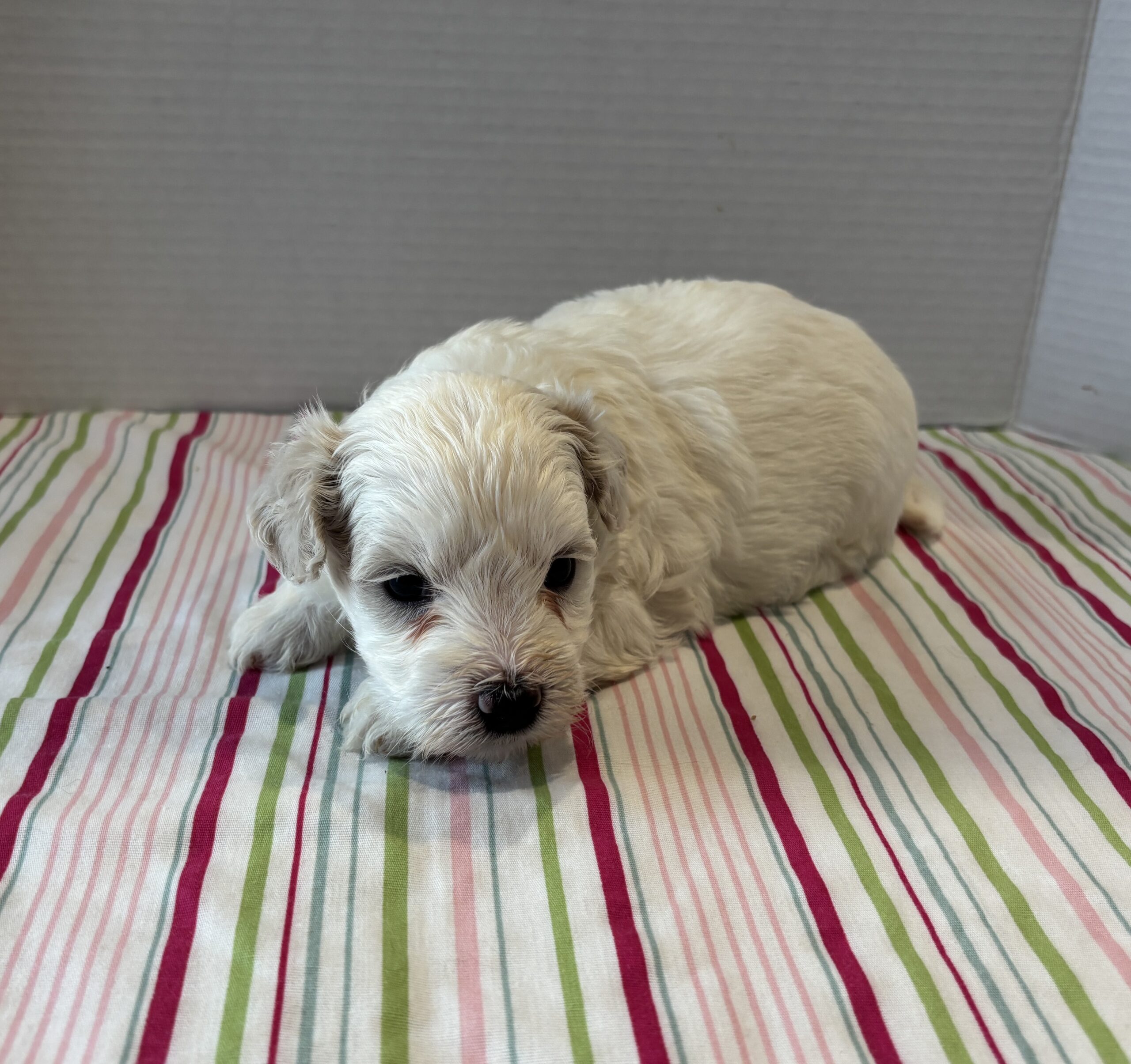 Blanca – Toy Chonzer $2200