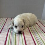 Blanca – Toy Chonzer $2200