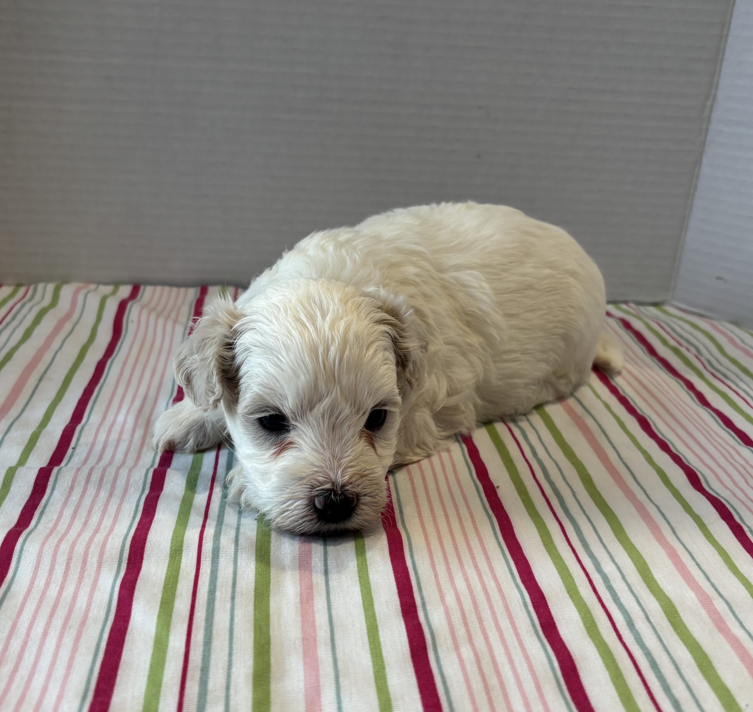 Blanca – Toy Chonzer $2200