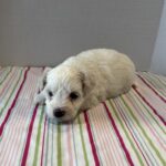 Blanca – Toy Chonzer $2200