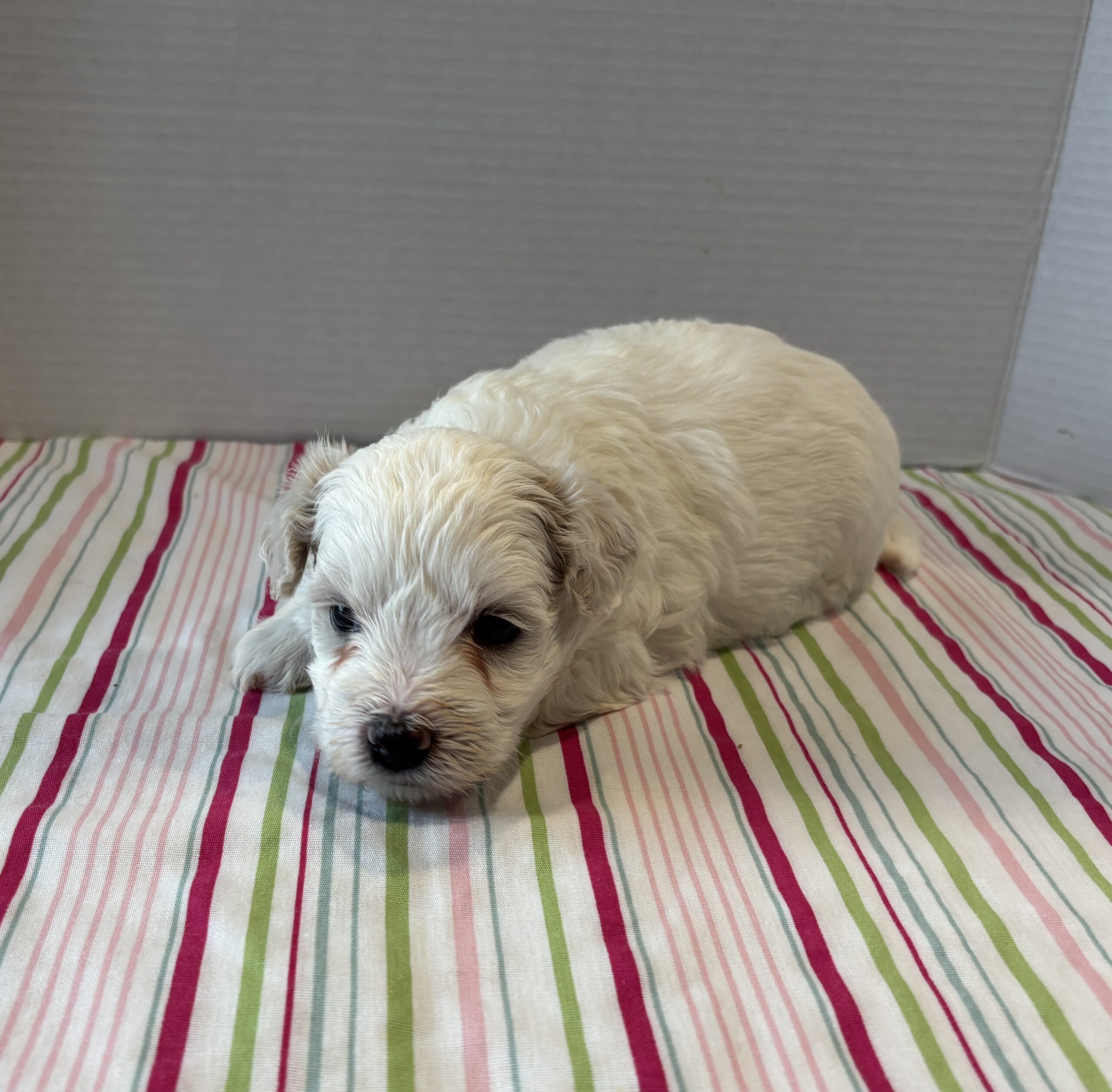 Blanca – Toy Chonzer $2200