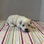 Blanche – Toy Chonzer $1500