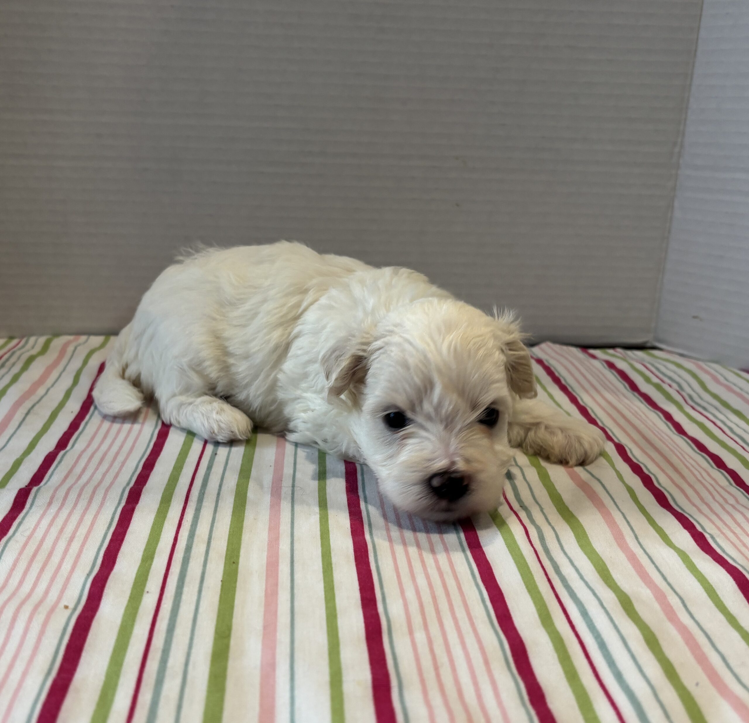 Blanche – Toy Chonzer $1500