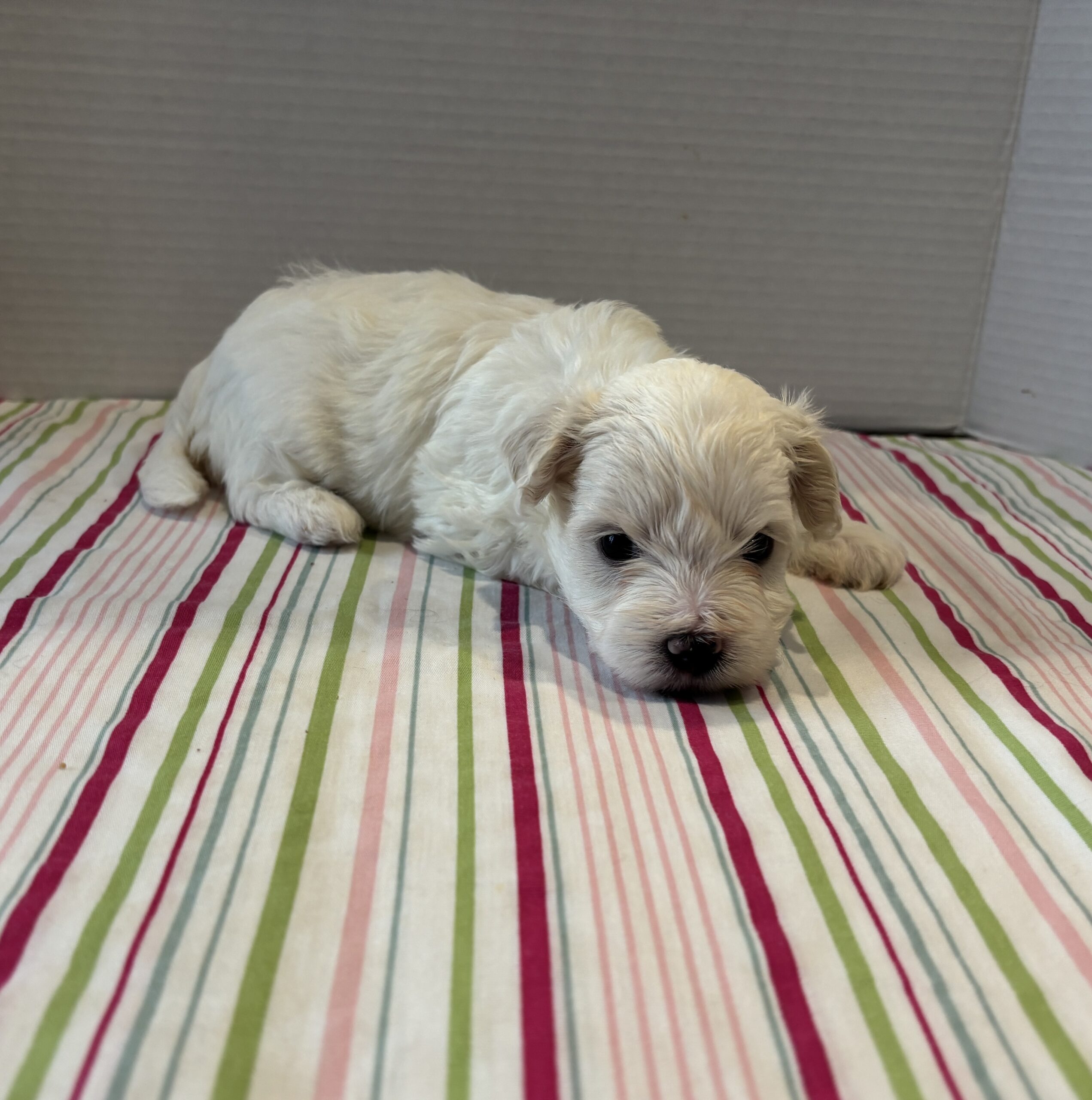 Blanche – Toy Chonzer $1500
