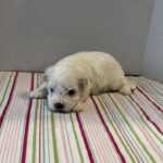 Blanche – Toy Chonzer $1500