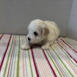 Blanche – Toy Chonzer $1500