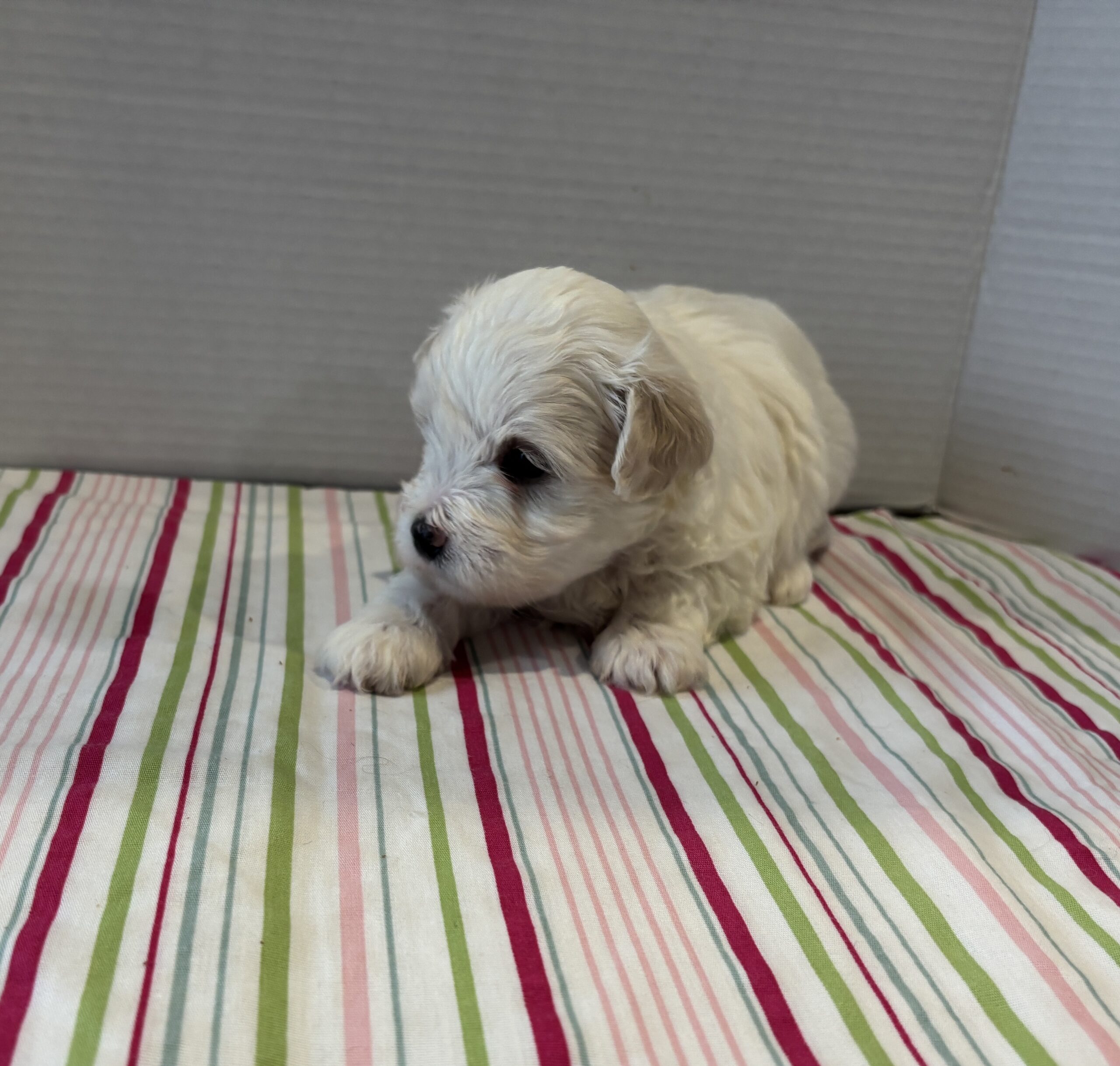 Blanche – Toy Chonzer $1500