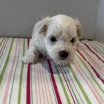 Blanche – Toy Chonzer $1500