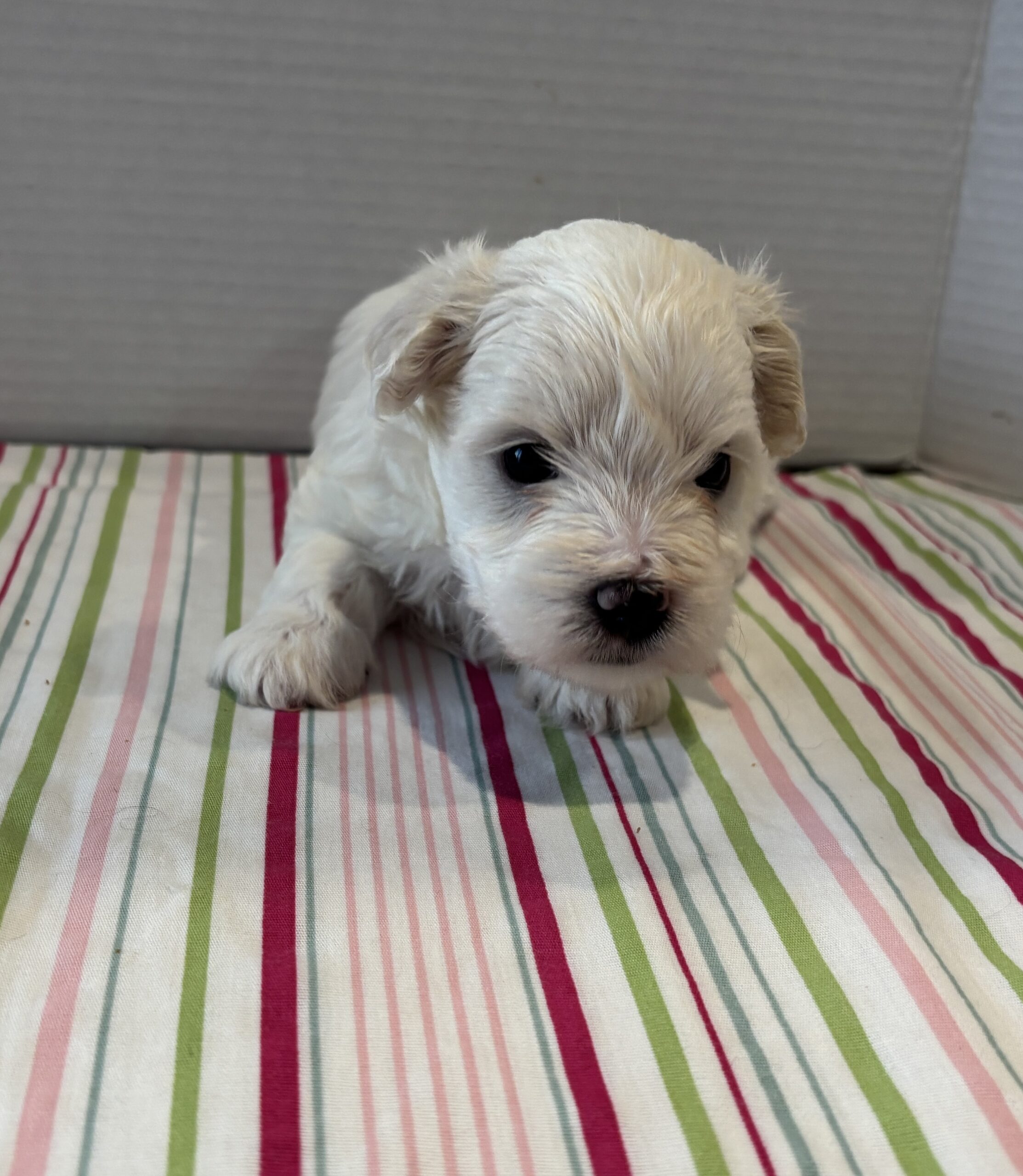 Blanche – Toy Chonzer $2200