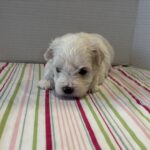 Blanche – Toy Chonzer $1500