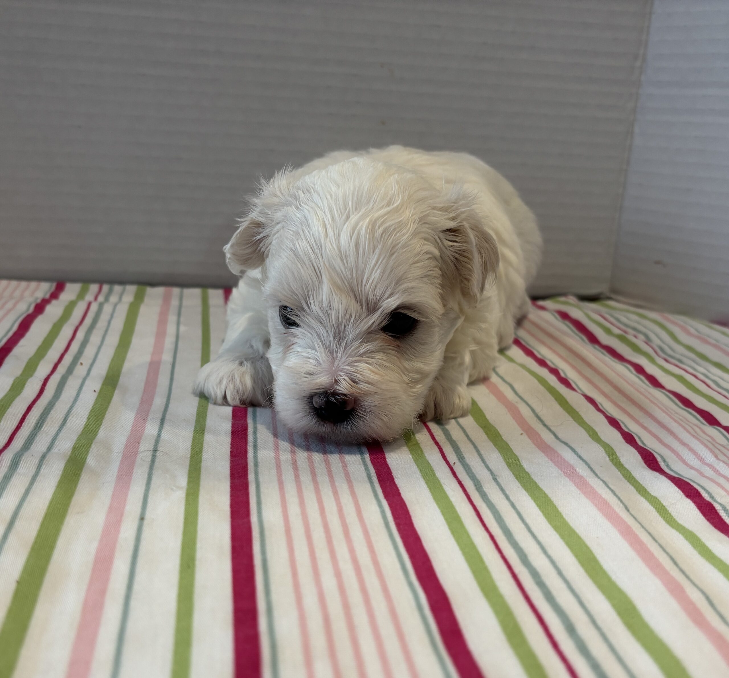 Blanche – Toy Chonzer $1500