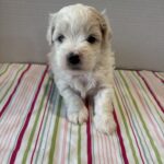 Bronco – Toy Chonzer $2200