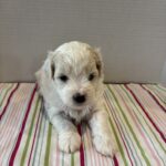Bronco – Toy Chonzer $2200