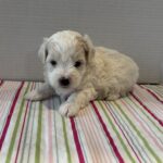 Bronco – Toy Chonzer $2200