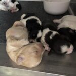 Charlotte’s Schnauzer Babies $2000 to $2500
