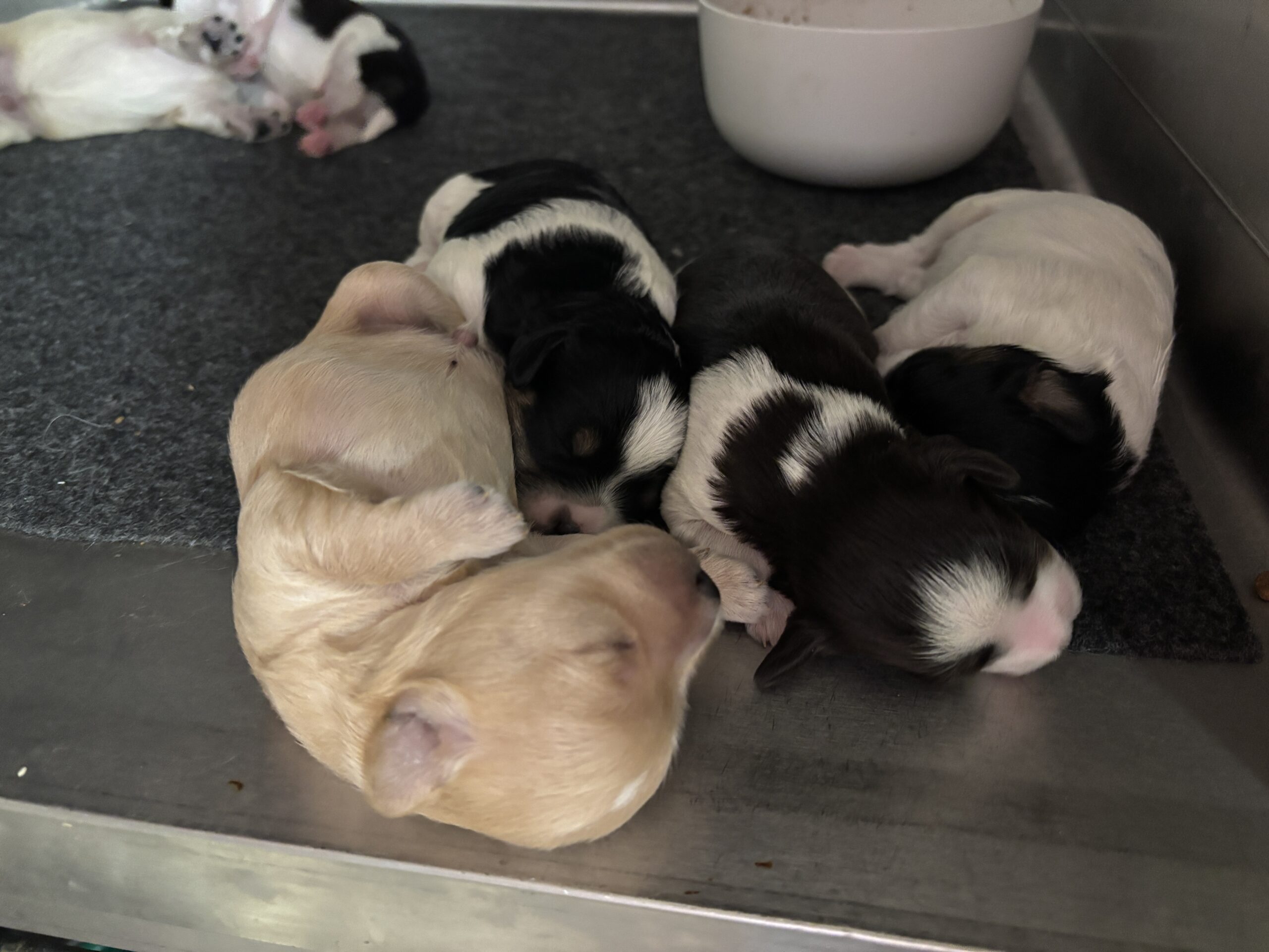 Charlotte’s Schnauzer Babies $2000 to $2500