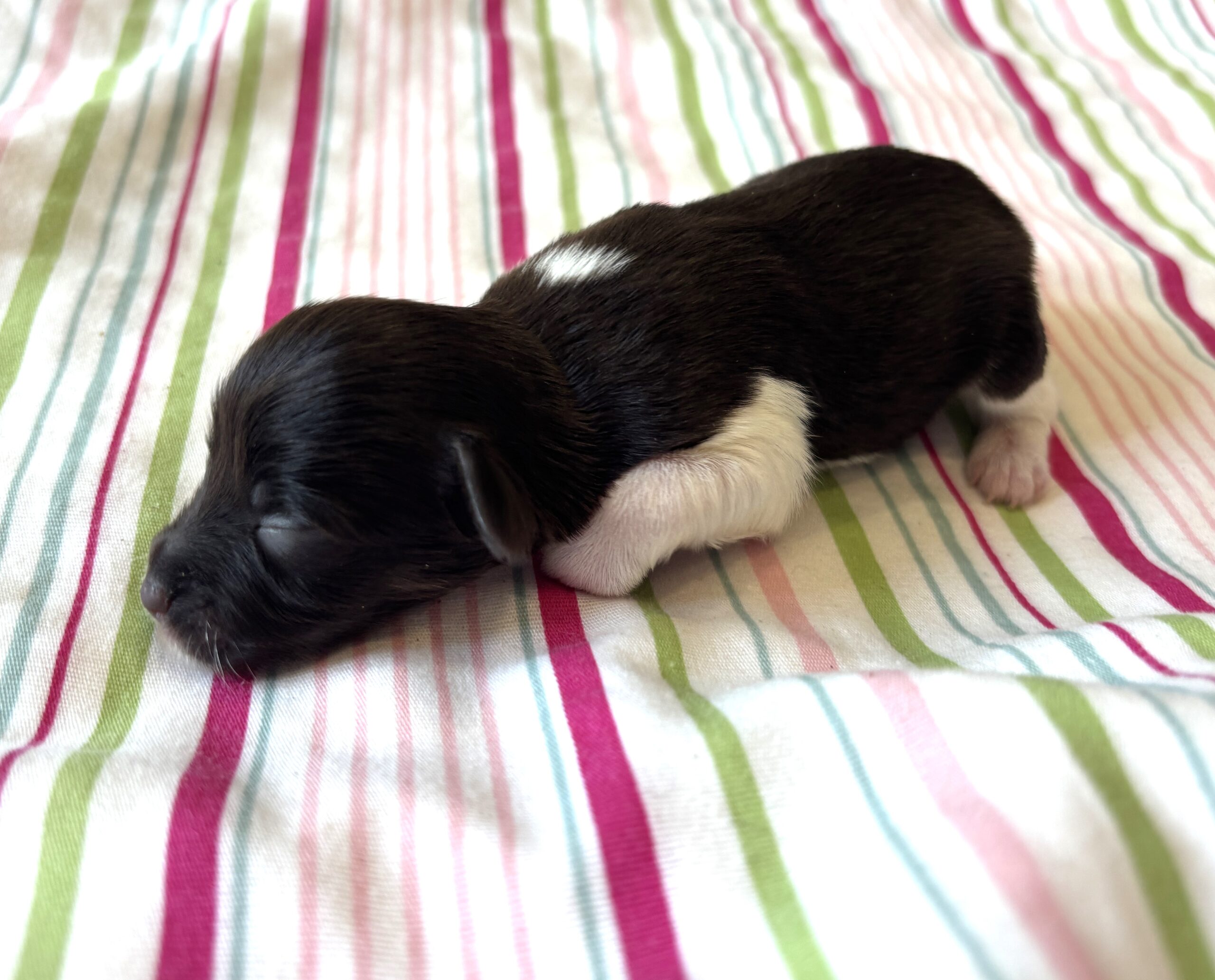 Chocolate Sundae – Toy Schnauzer $2500