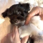 Chocolate Sundae – Toy Schnauzer $2500