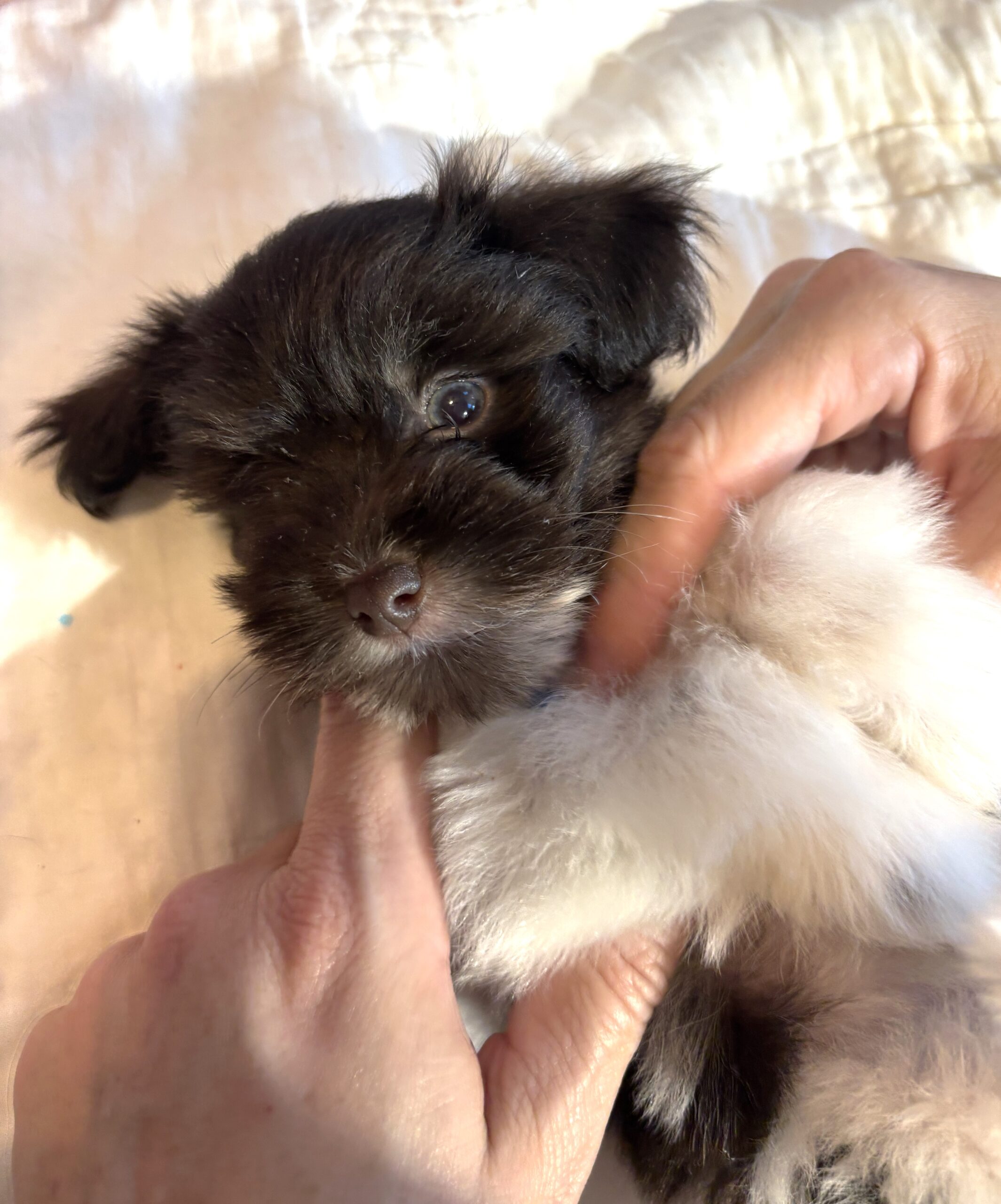 Chocolate Sundae – Toy Schnauzer $2500