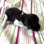 Chocolate Sundae – Toy Schnauzer $2500