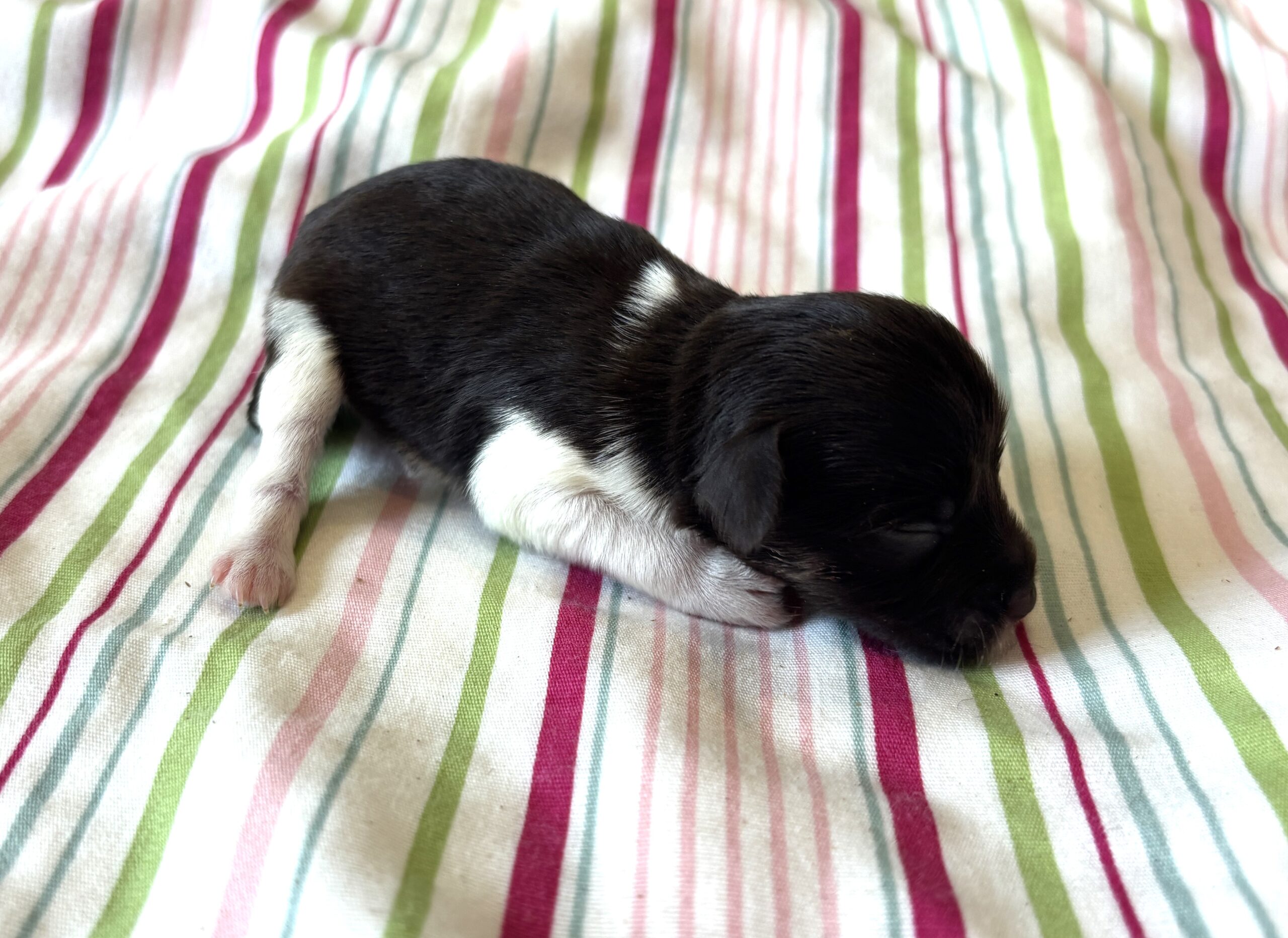 Chocolate Sundae – Toy Schnauzer $2500