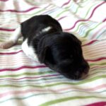 Chocolate Sundae – Toy Schnauzer $2500