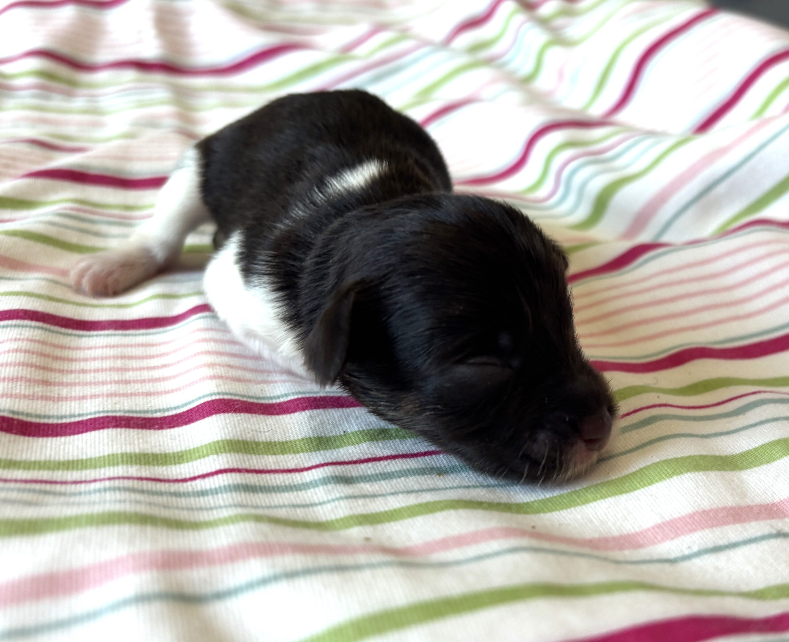 Chocolate Sundae – Toy Schnauzer $2500