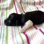 Chocolate Sundae – Toy Schnauzer $2500