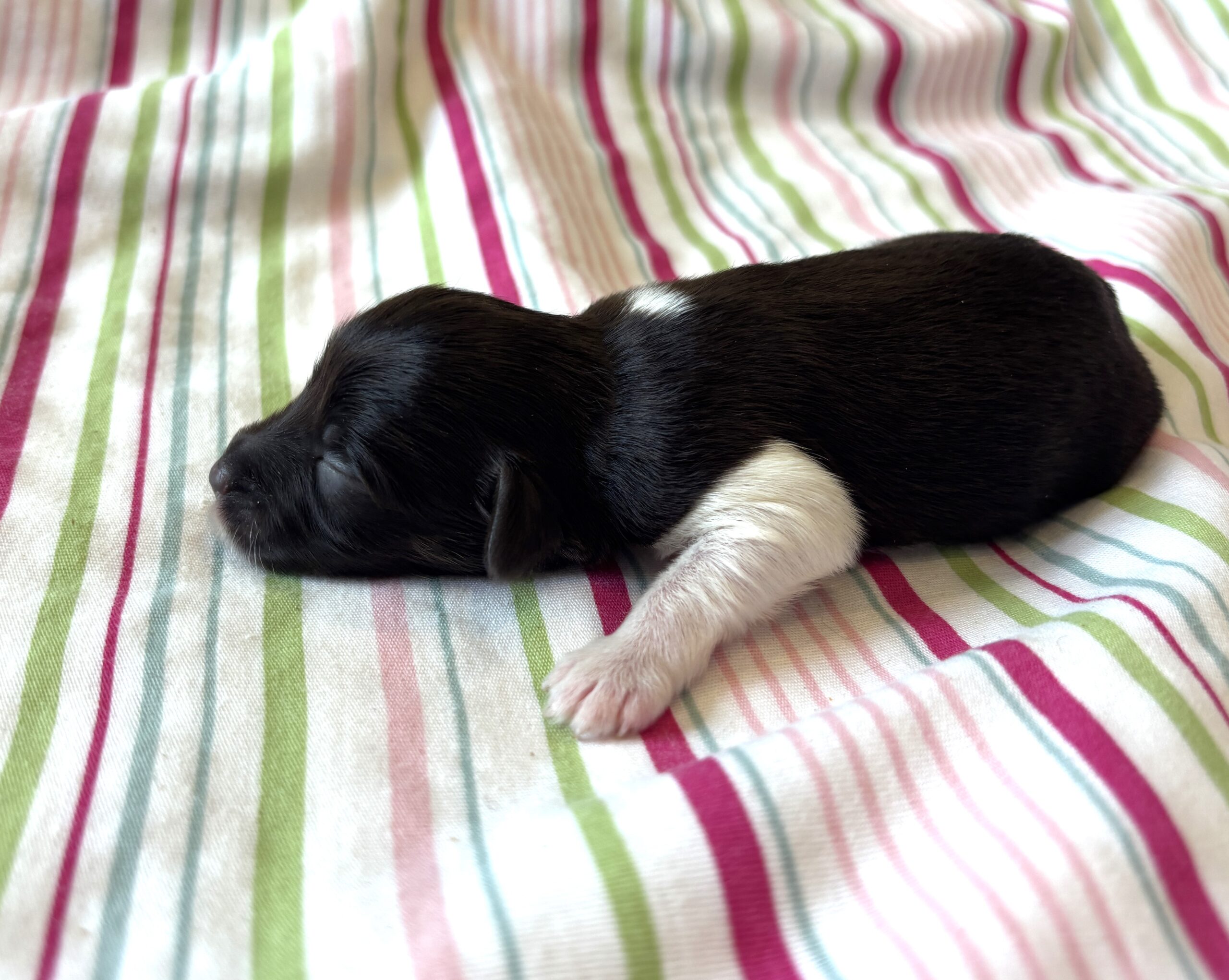 Chocolate Sundae – Toy Schnauzer $2500