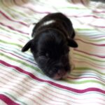 Chocolate Sundae – Toy Schnauzer $2500