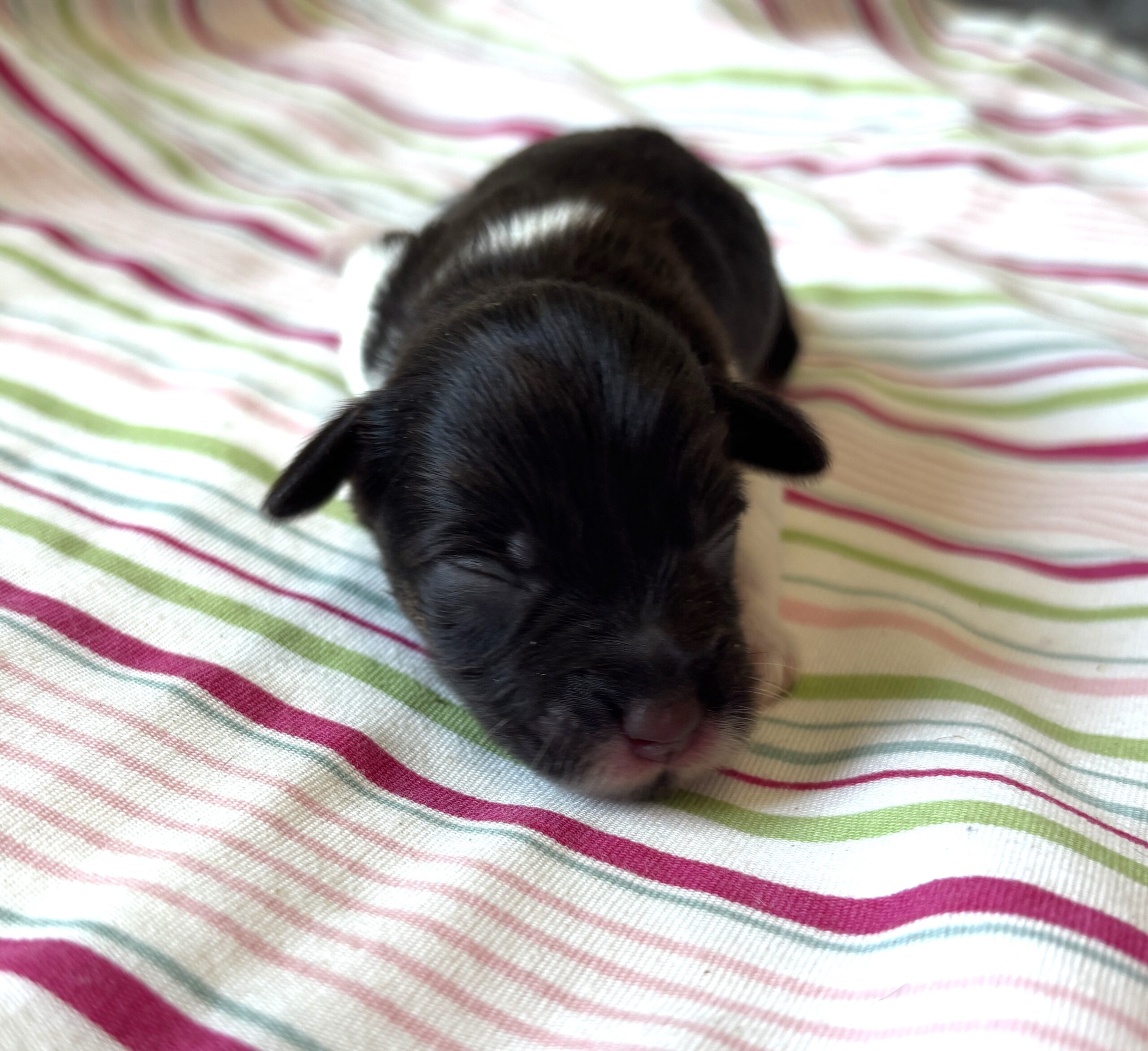 Chocolate Sundae – Toy Schnauzer $2500