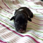 Chocolate Sundae – Toy Schnauzer $2500