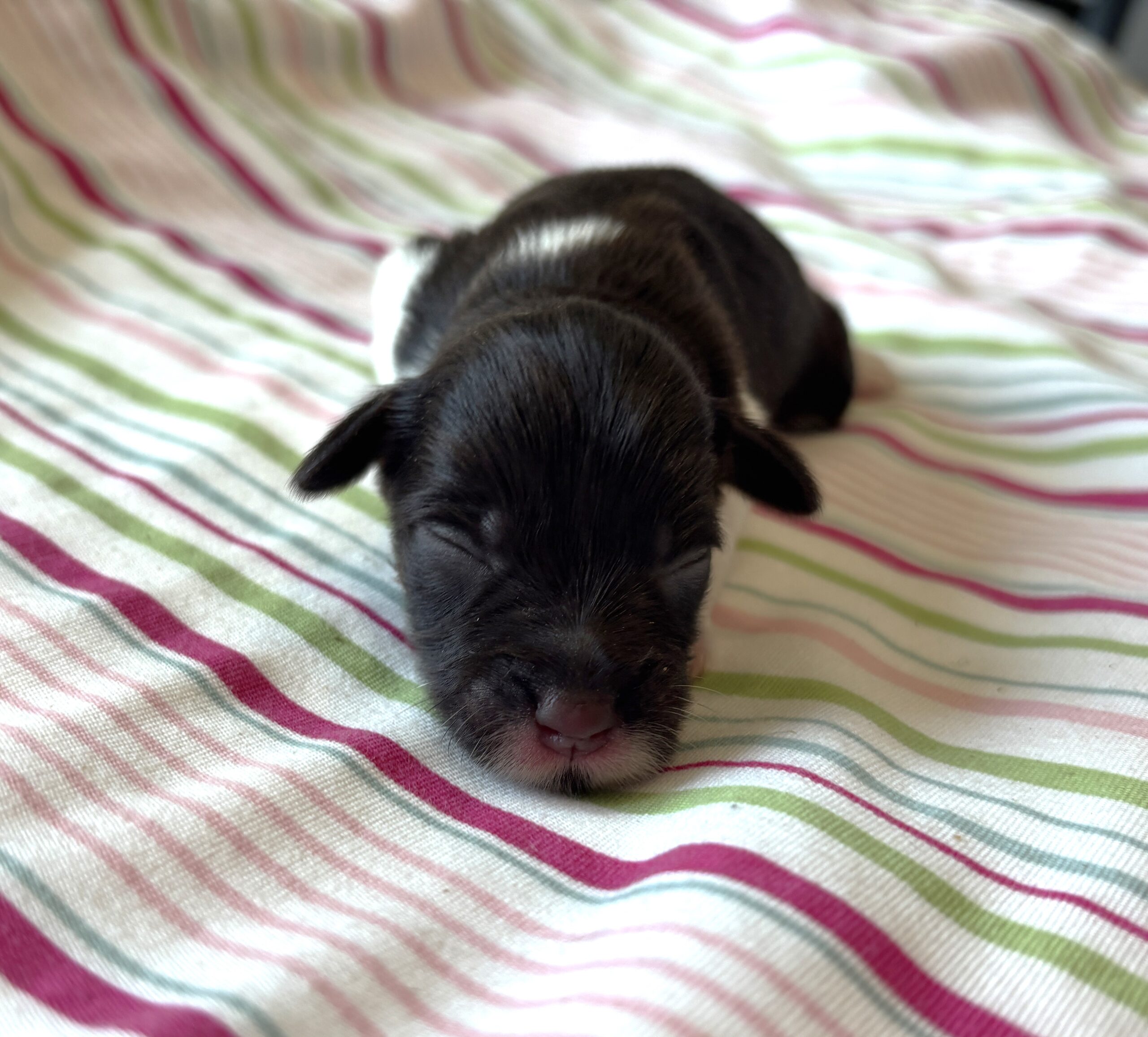 Chocolate Sundae – Toy Schnauzer $2500