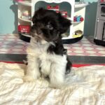 Chocolate Sundae – Toy Schnauzer $2500