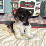 Chocolate Sundae – Toy Schnauzer $2500