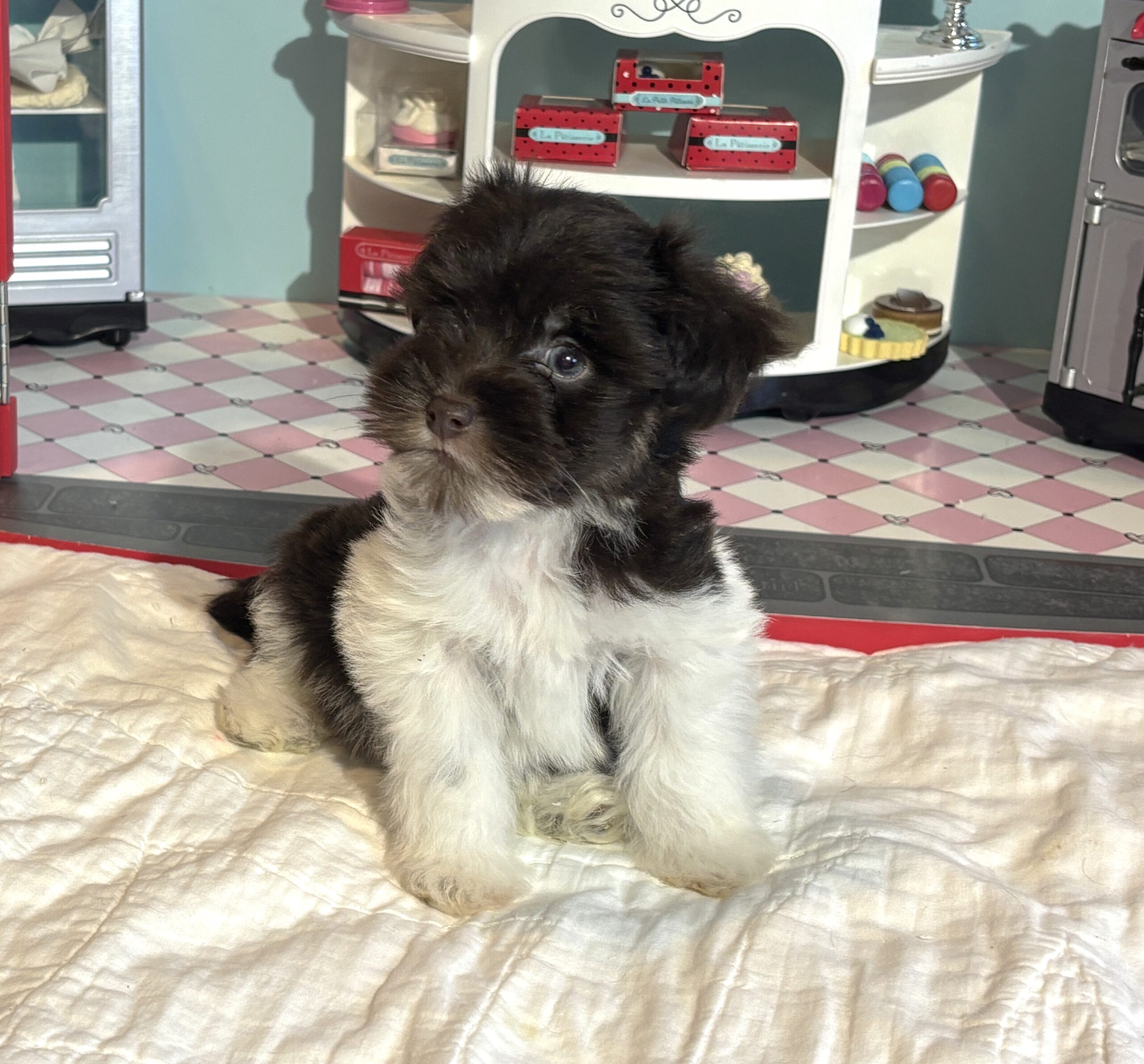 Chocolate Sundae – Toy Schnauzer $2500