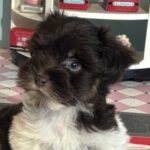 Chocolate Sundae – Toy Schnauzer $2500