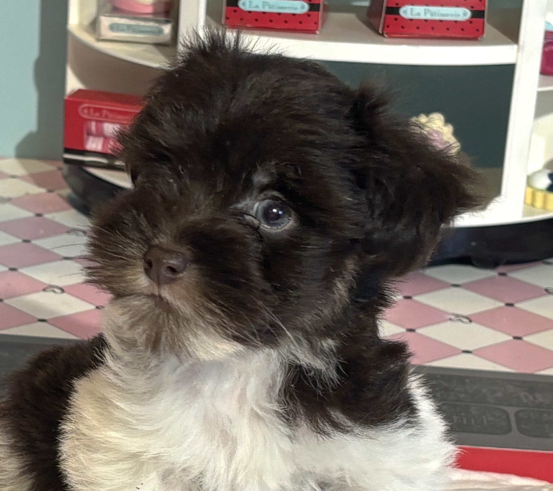 Chocolate Sundae – Toy Schnauzer $2500